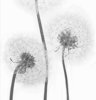 Schiebevorhang Dessin Pusteblume Fb. 60, 60x245 cm, kürzbar 
