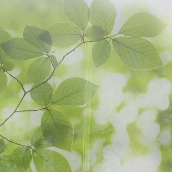 Raffrollo Dessin Pock Fb. 80